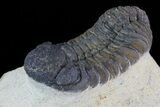 Bargain, Austerops Trilobite - Nice Eye Facets #80658-2